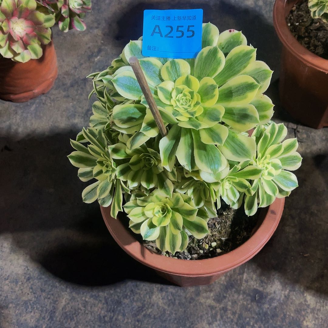 晴迈巴赫255拖土发货