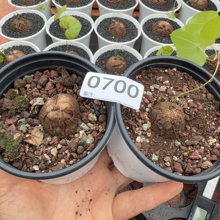 噔****、龟甲龙700仙人球