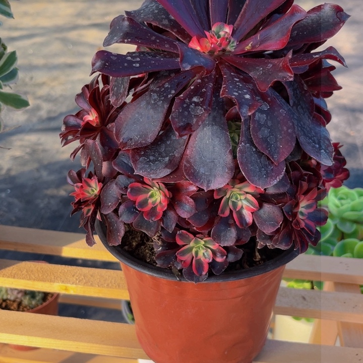 905多肉植物一物一拍