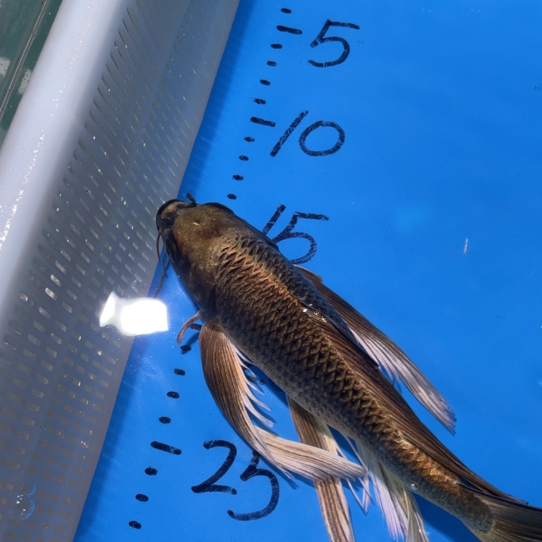 锦鲤锦鲤蝴蝶鲤鱼包邮