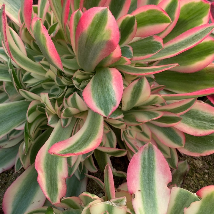 642多肉植物一物一拍