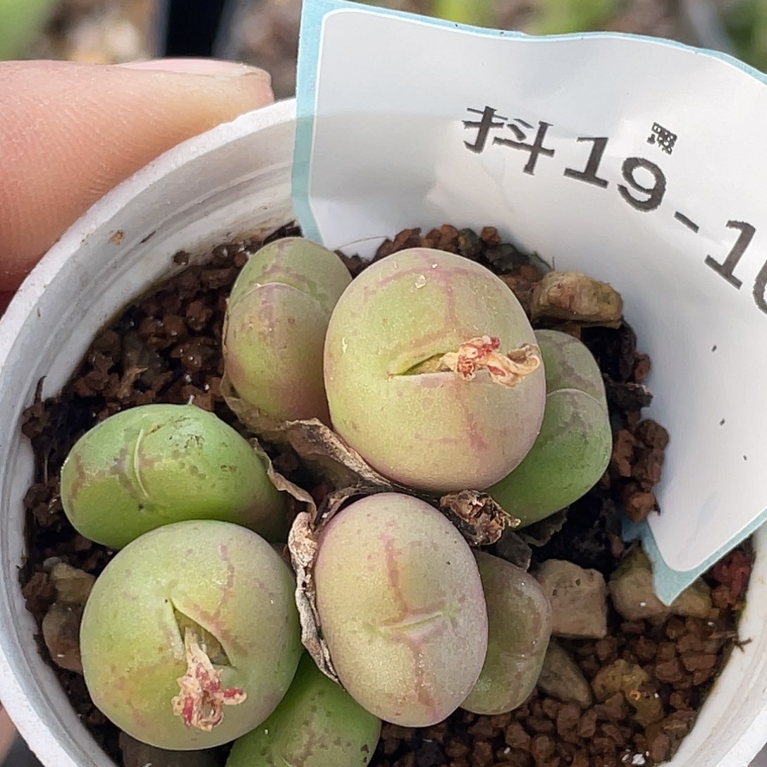 19-10猴多肉植物肉锥