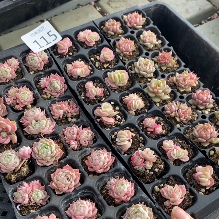 115 多肉植物盆栽花卉