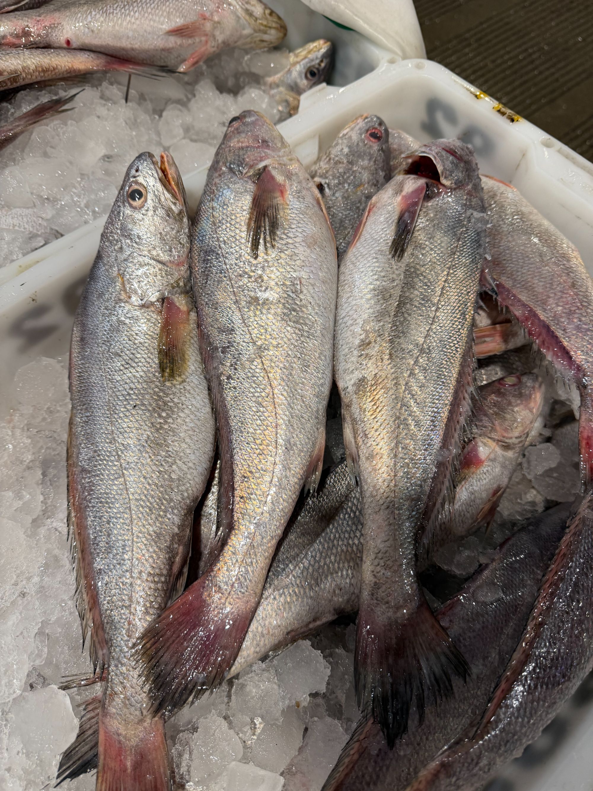  [东海野生米鱼4斤]东海野生深海海捕米鱼小网海鲜顺丰包邮