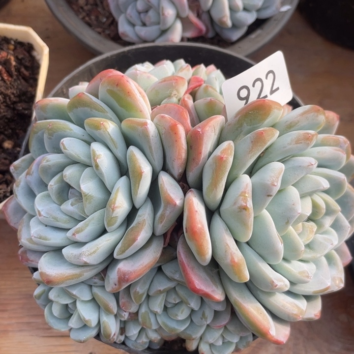 哈哈哈哈哈哈哈哈哈922