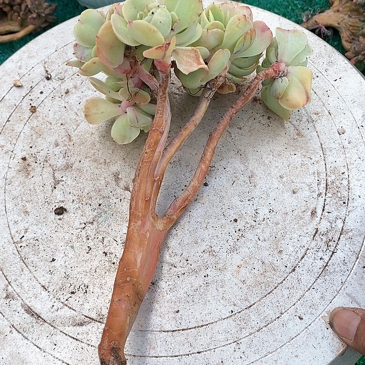 c**b碧桃多肉植物30-8