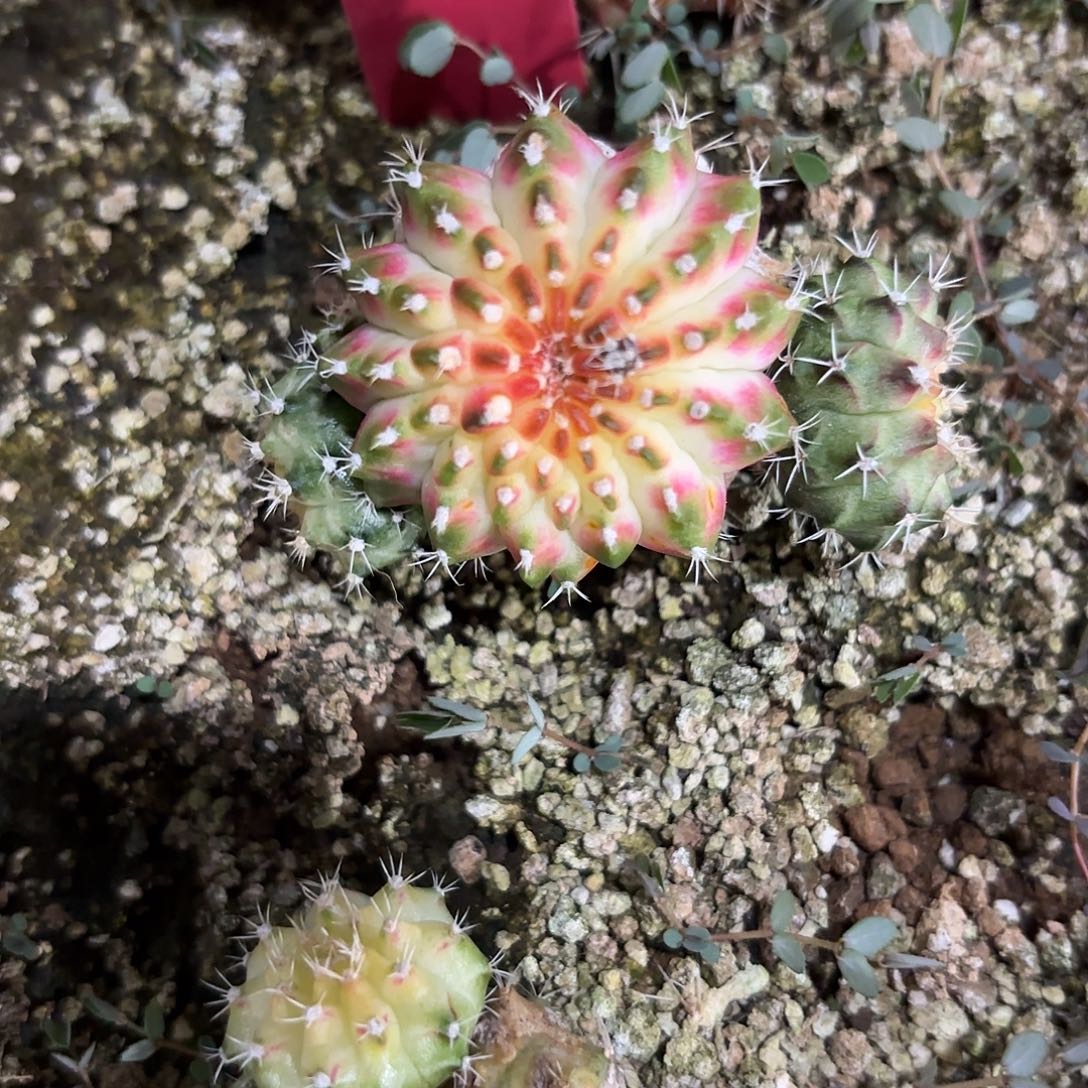 折***机280-1106泰国发货多肉