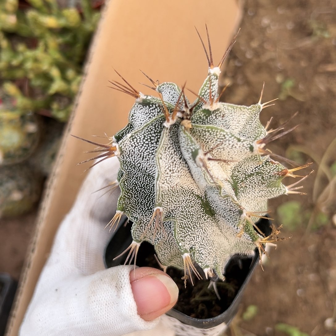 杜呃呃呃呃呃呃呃呃呃