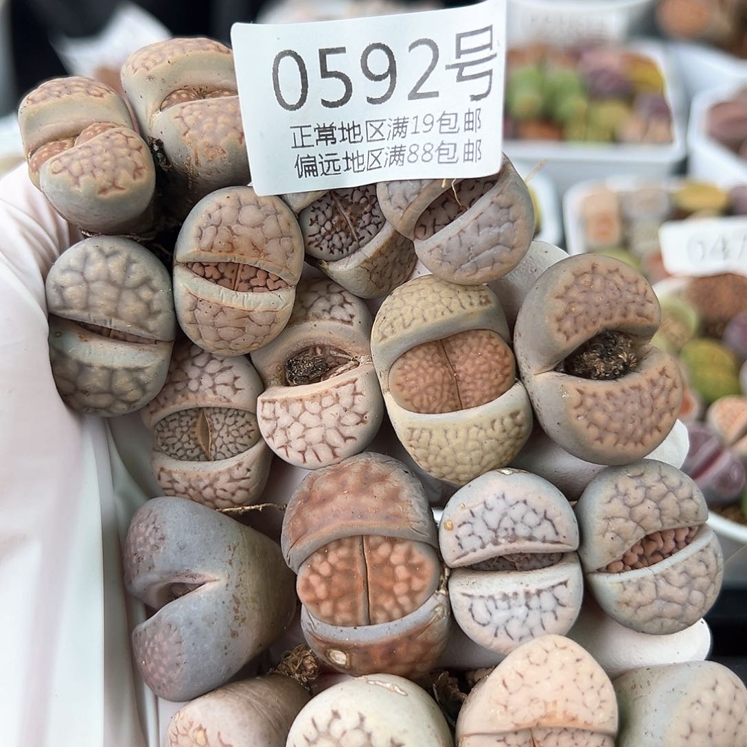 0592五年大母本17颗2-2.5cm
