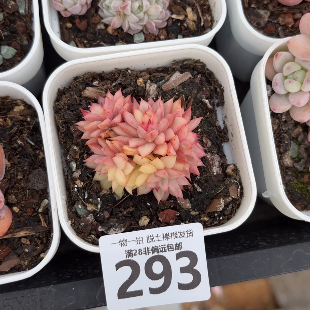 女雏锦无盆土发货