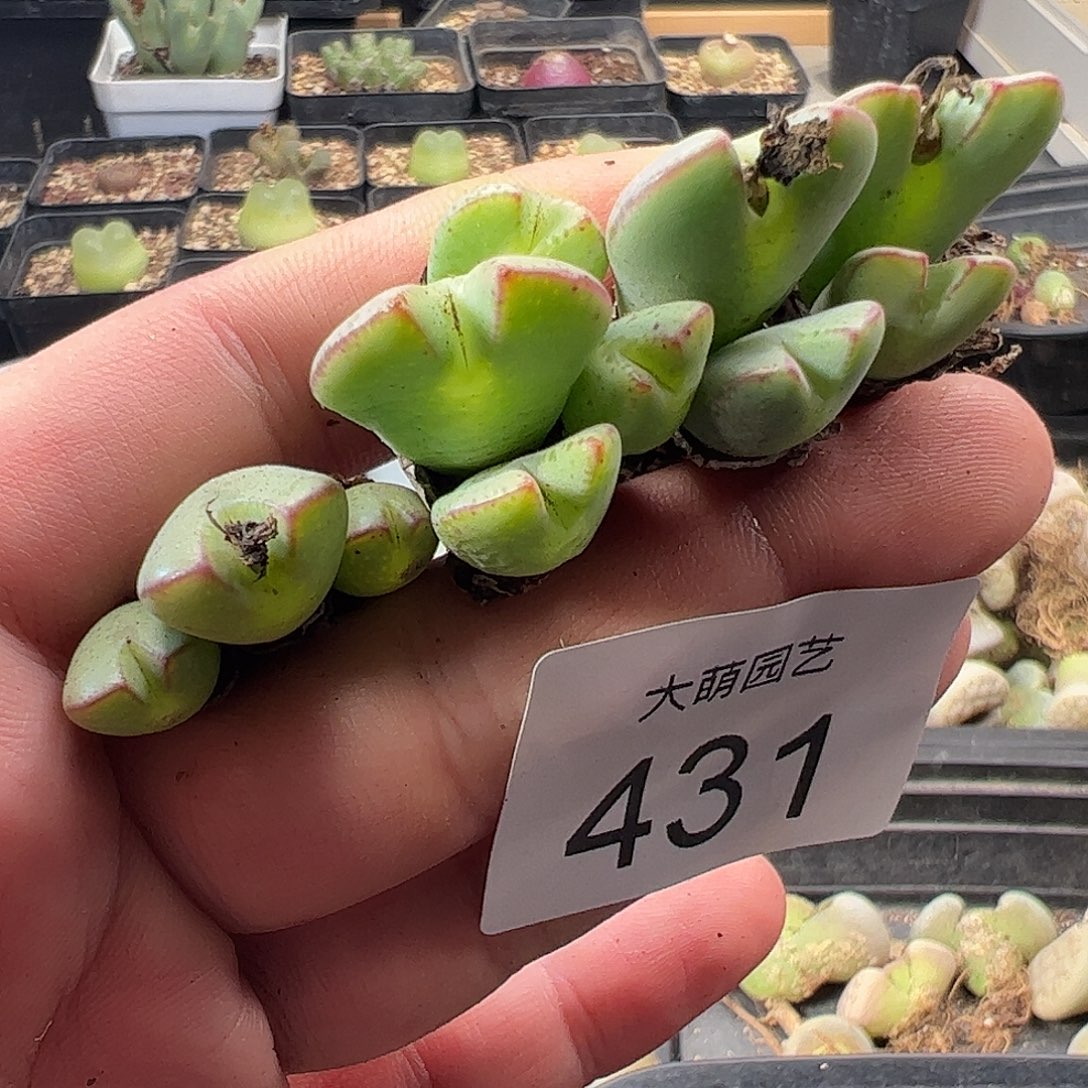 一物一拍。        431