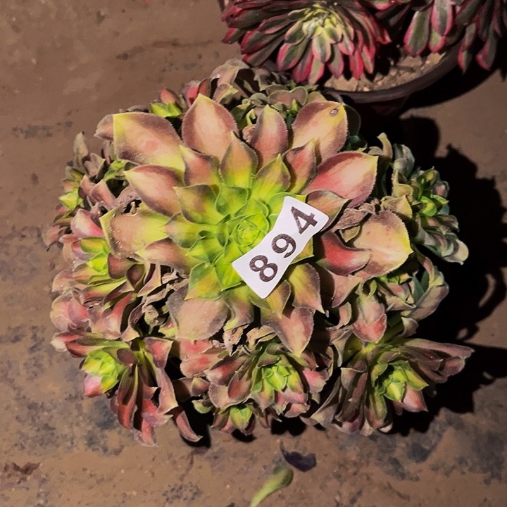 894韶华多肉植物处理不售后