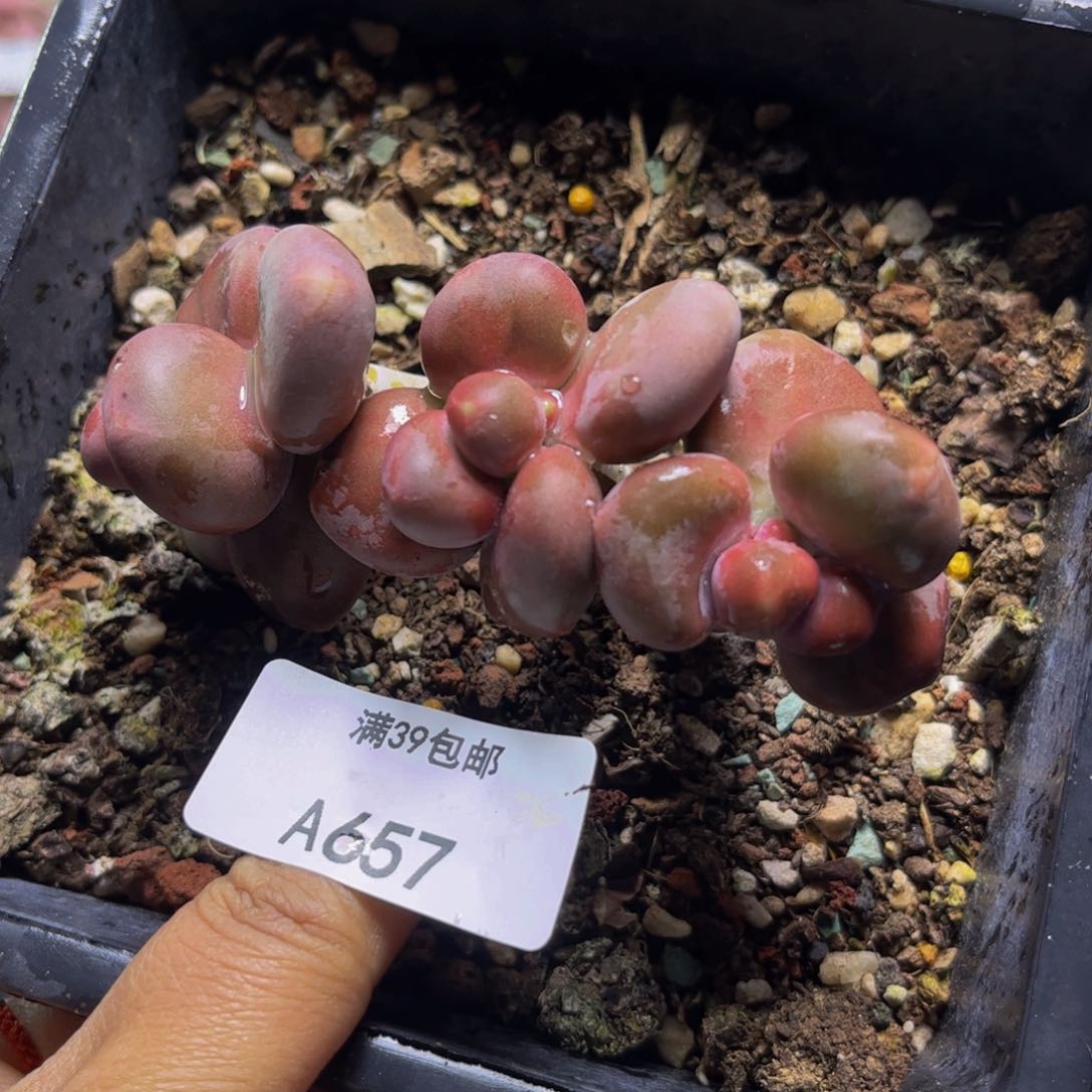 芒果奶657/8cm多肉
