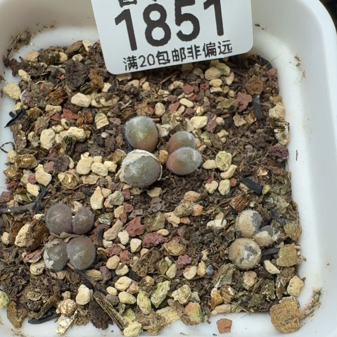毛球带盆土。           