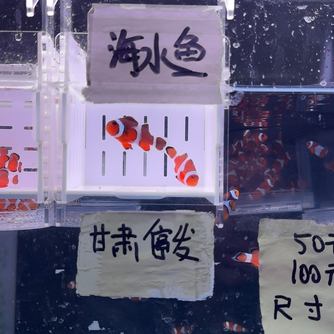 海水鱼4.5+配4+精品黑边公子一对