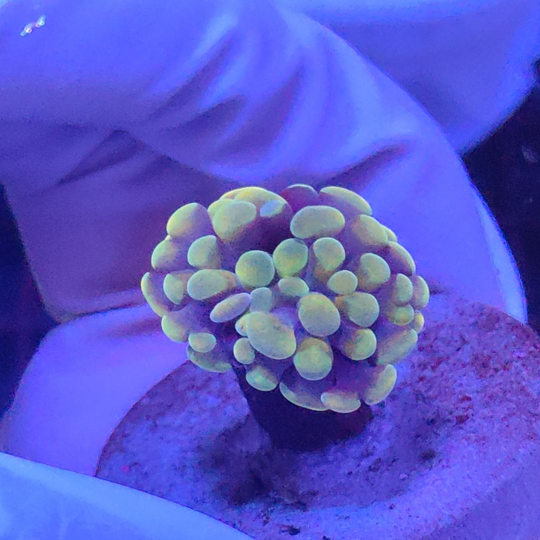 智海珊瑚 不支持退货不包邮接受再下单