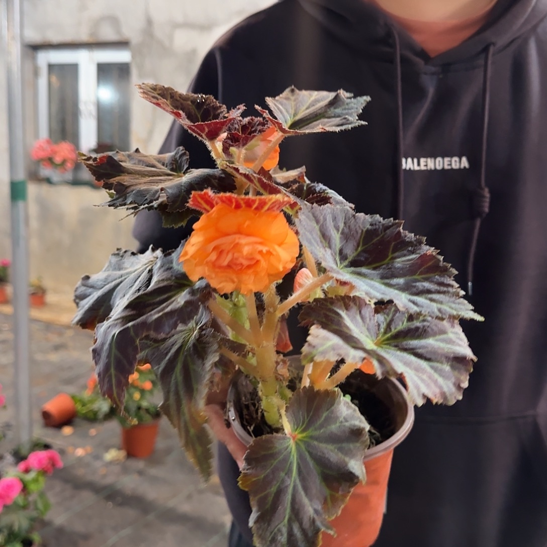 摩卡橙，深浅随机发，掉花折叶正常不拍保温冻死不售后