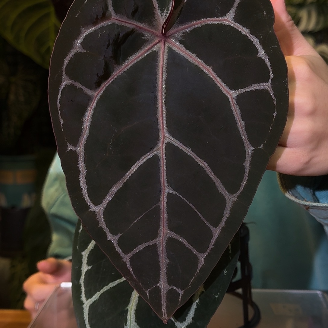 不开花植物M82织梦者杂巧克力