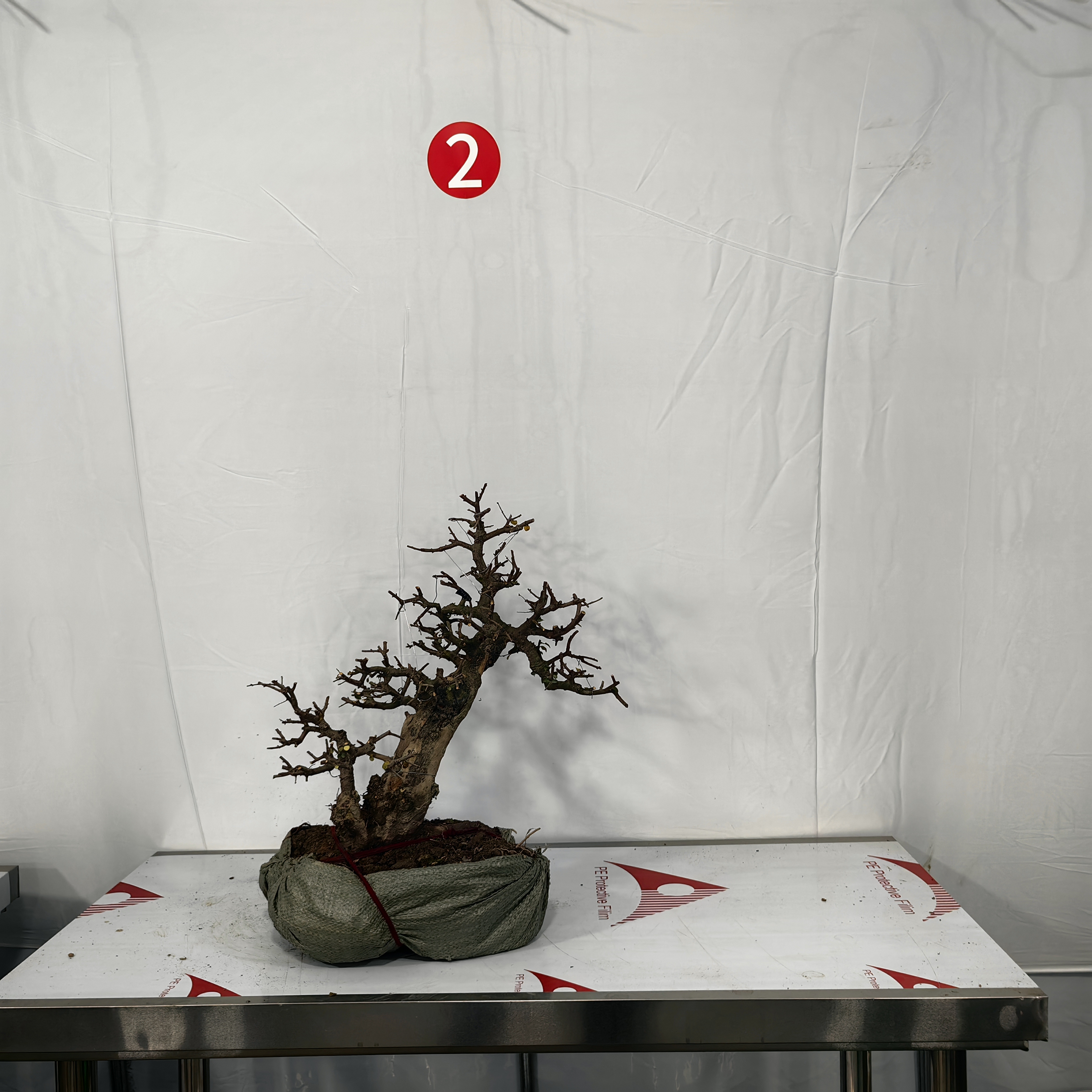 大树型雀梅盆景（高邮费地区不包邮其他包邮）