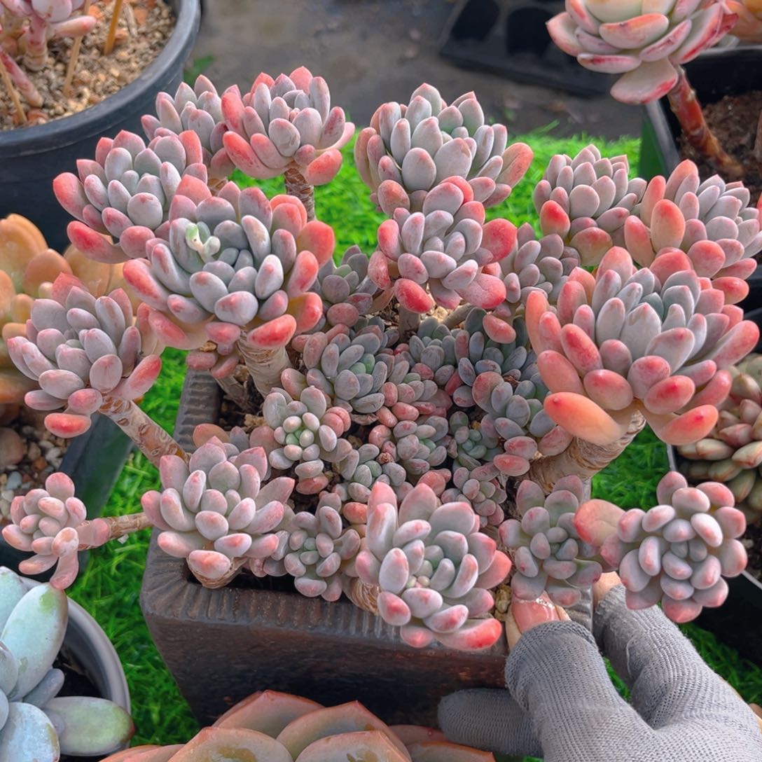 灯美人88888888888