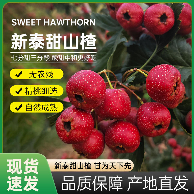 泰安正宗甜山楂鲜果甜红子酸甜可口极速发货七分甜三分酸