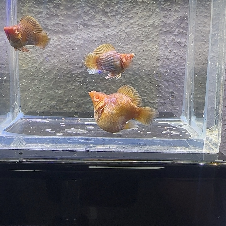 孔雀鱼电镀巧克力。90号