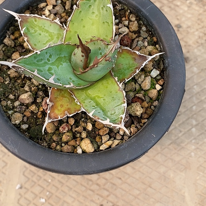 多肉植物龙蛇兰植物