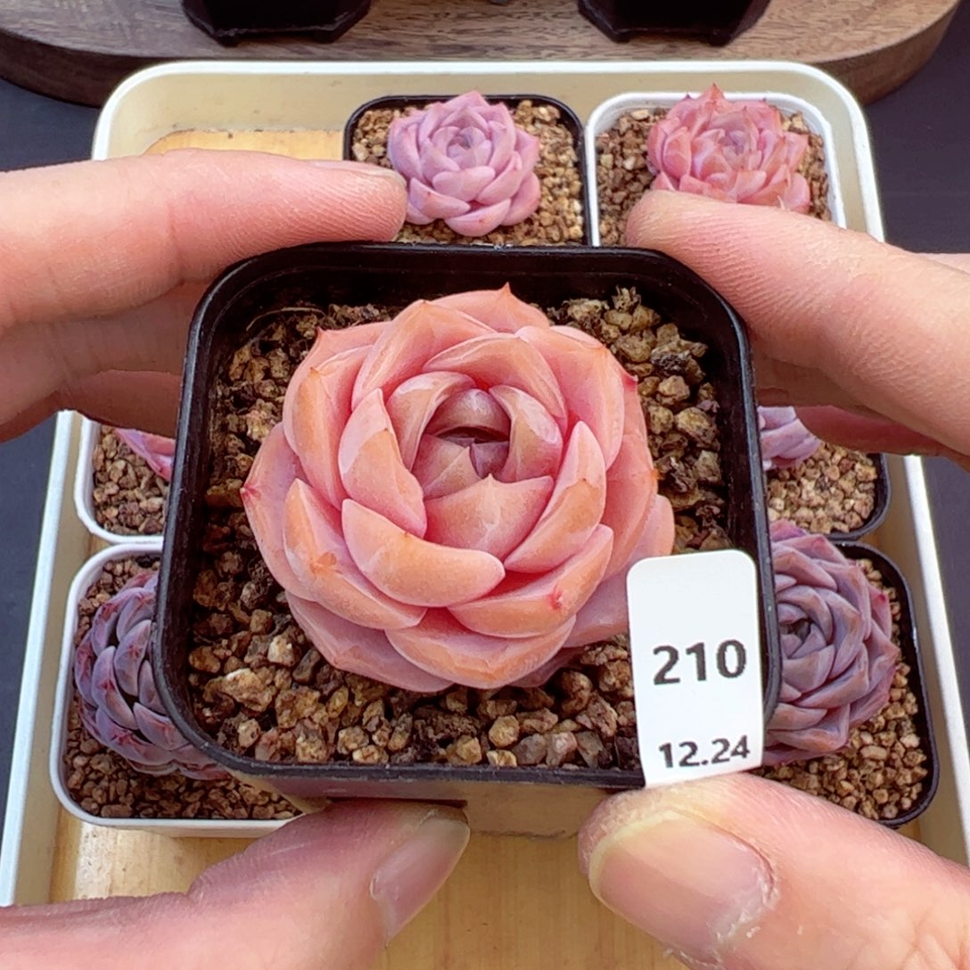 好好看210、哈哈哈哈