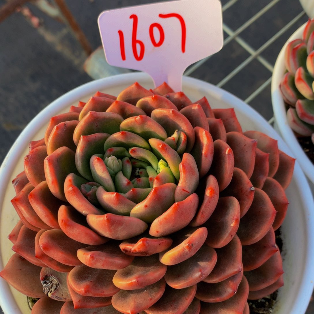 一物一拍1607-8-20