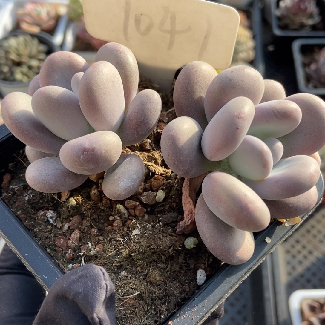 1047鸡蛋美人多肉植物保护