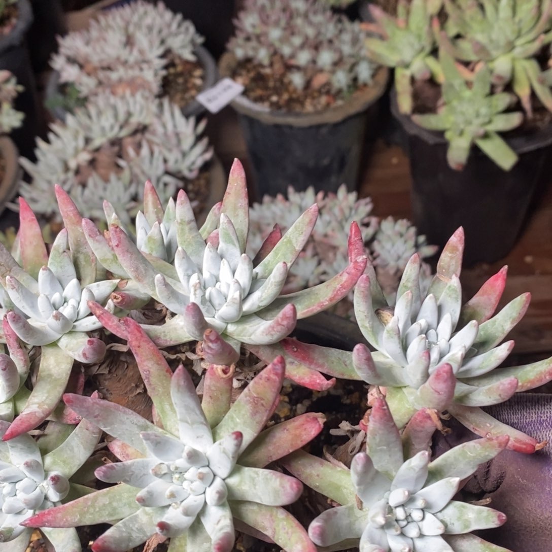 2170微抗压哈哈哈哈哈哈哈哈哈哈哈哈多肉