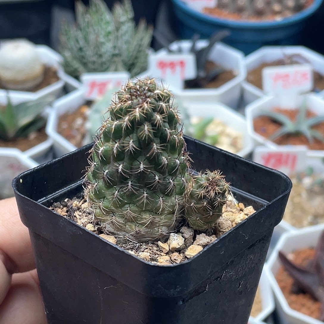 实生勾宝系列仙人球多肉