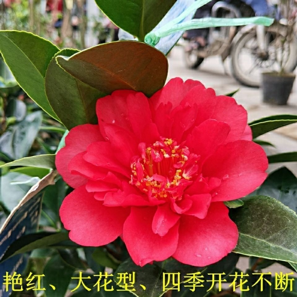 四季茶花四季开花四季常绿红色重瓣大花四季常青室内庭院