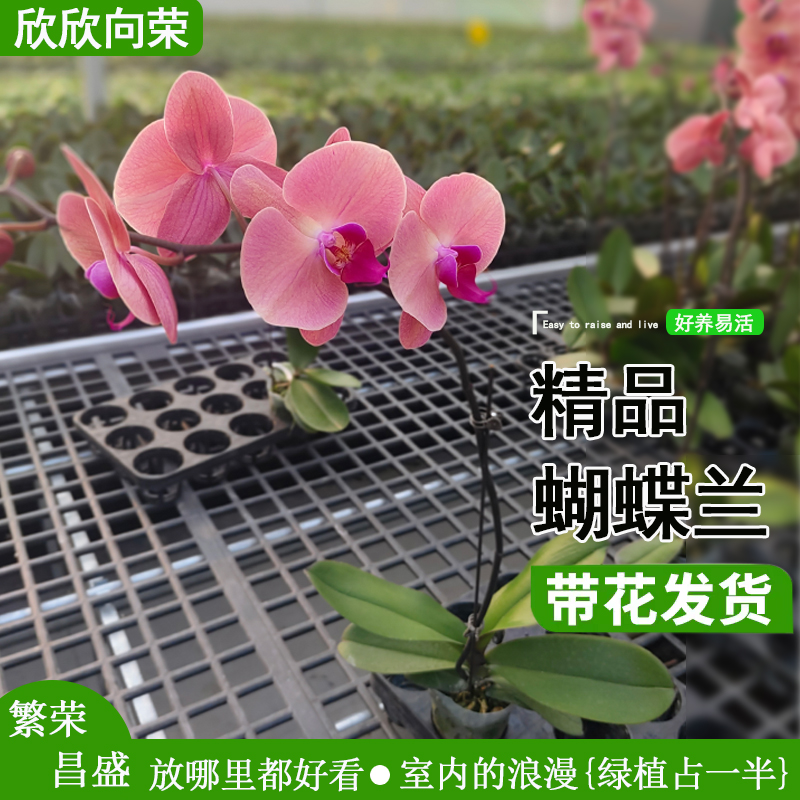 蝴蝶兰【 欣欣向荣】复古橘色送人乔迁室内花基地直发带花带花苞3苗