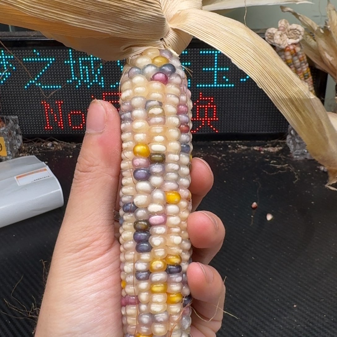 柏香籽/百香籽吊坠⏰****哈