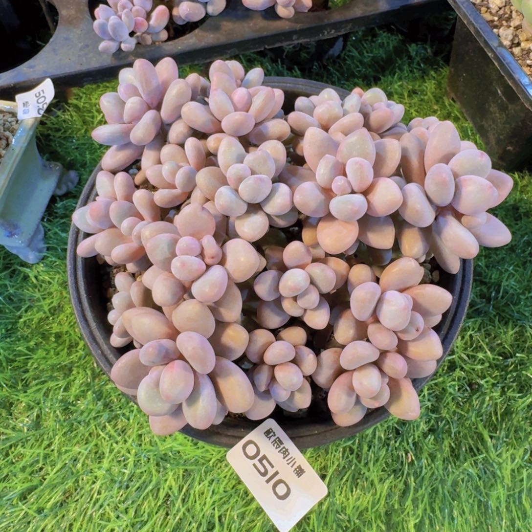多肉植物蜜多利群0510