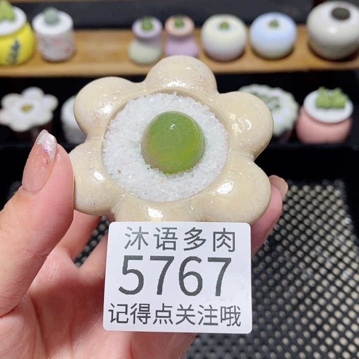 『***』带盆土植物 一物一拍5767