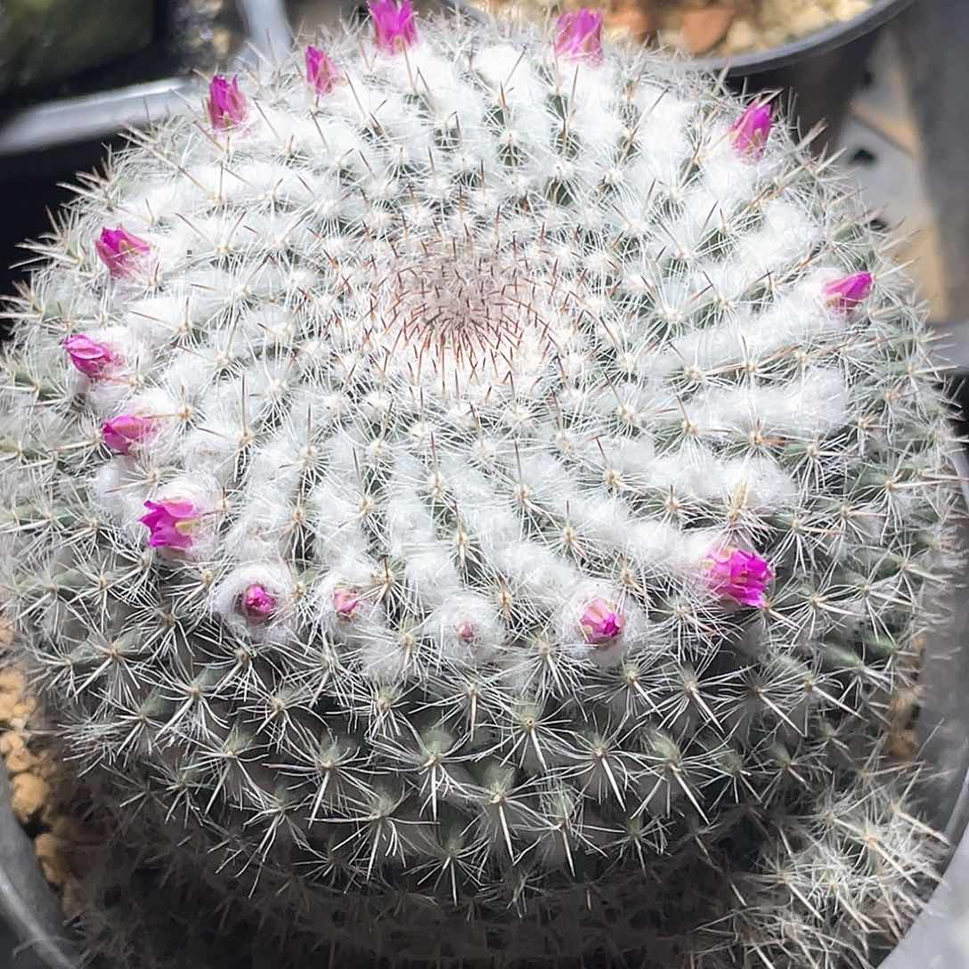 实生银河大渔翁仙人球