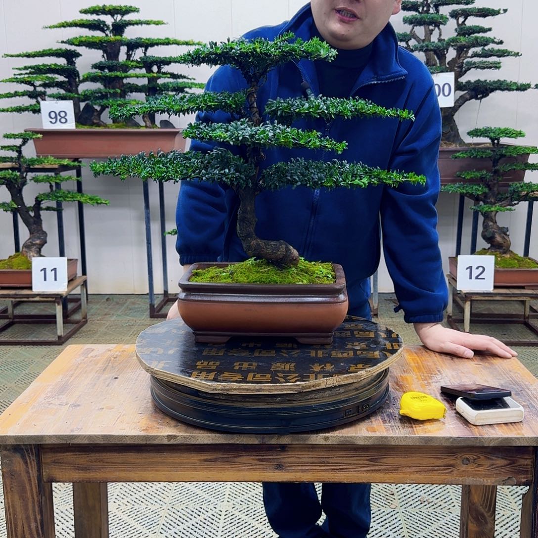 无花朵珍珠罗汉松造型盆景