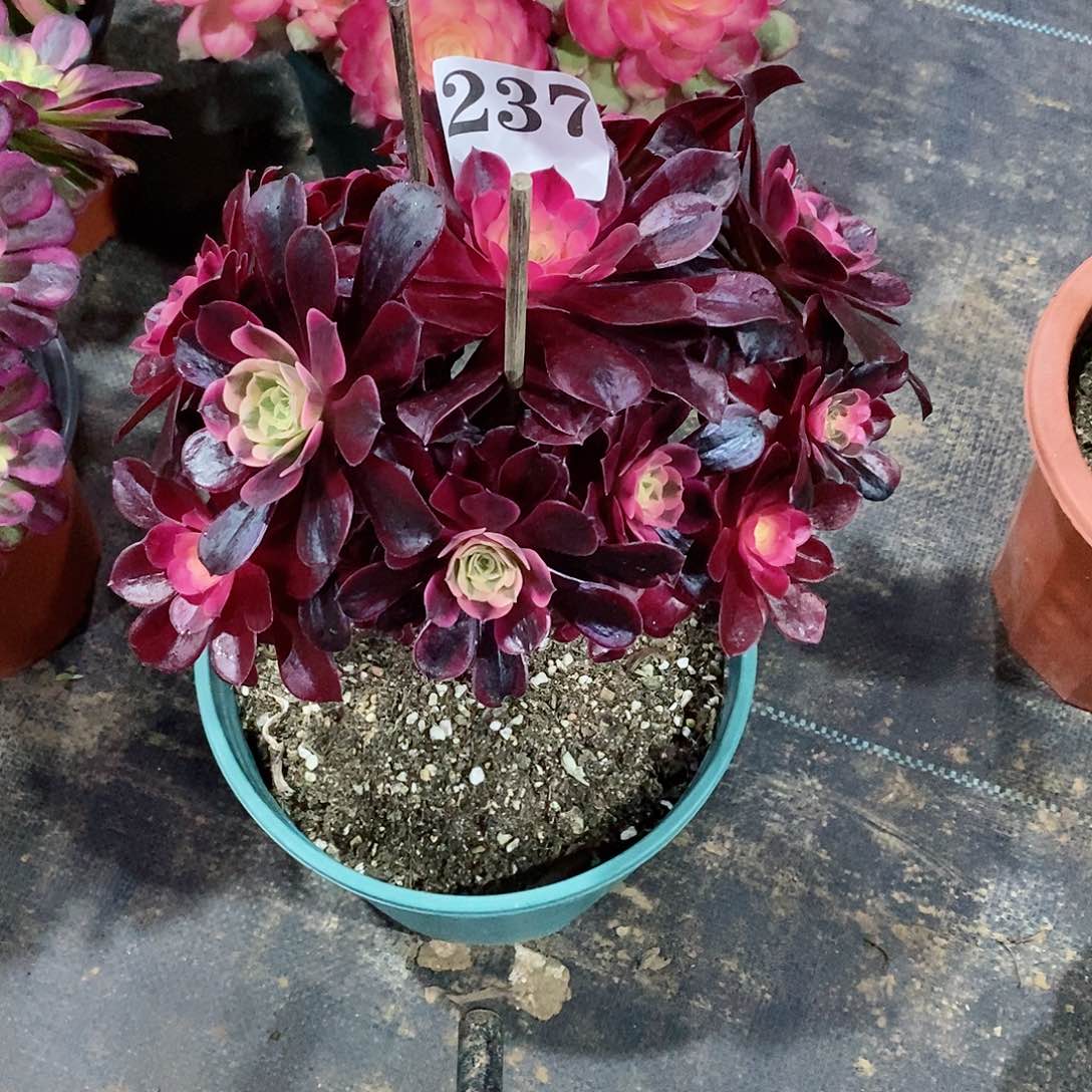 有伤美杜莎237多肉法师植物