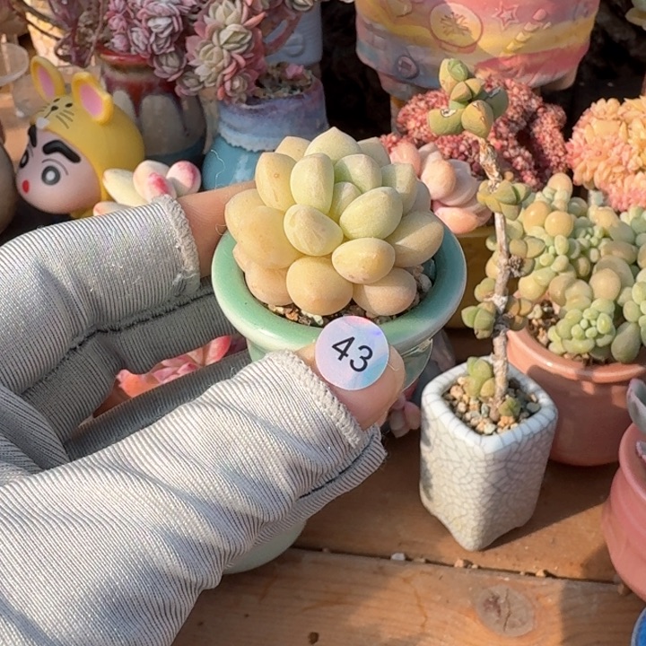 43 多肉含盆土 满30元包 除偏远