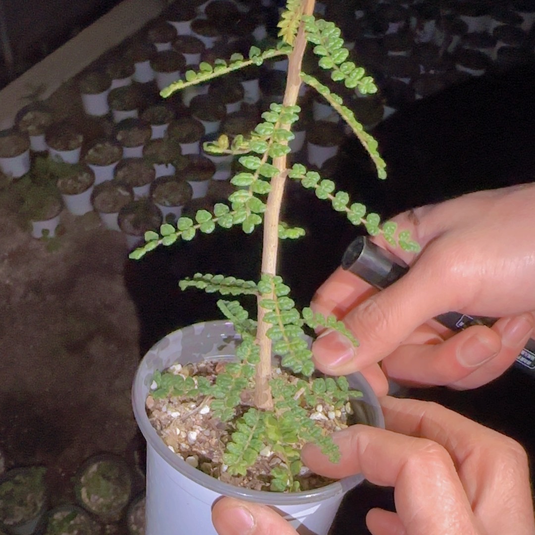 ****༥块根植物块根植物