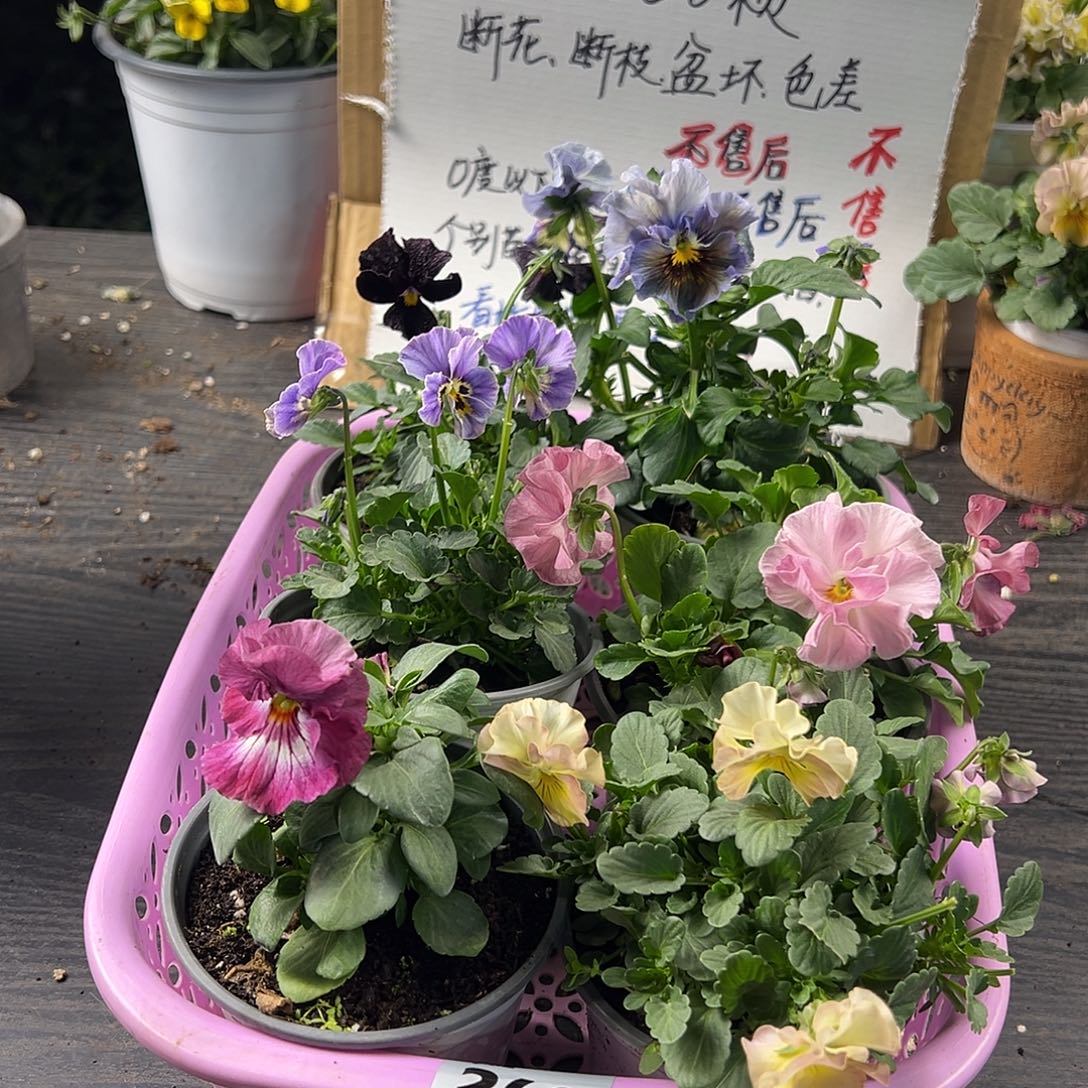 大部分花苞少量开放260号