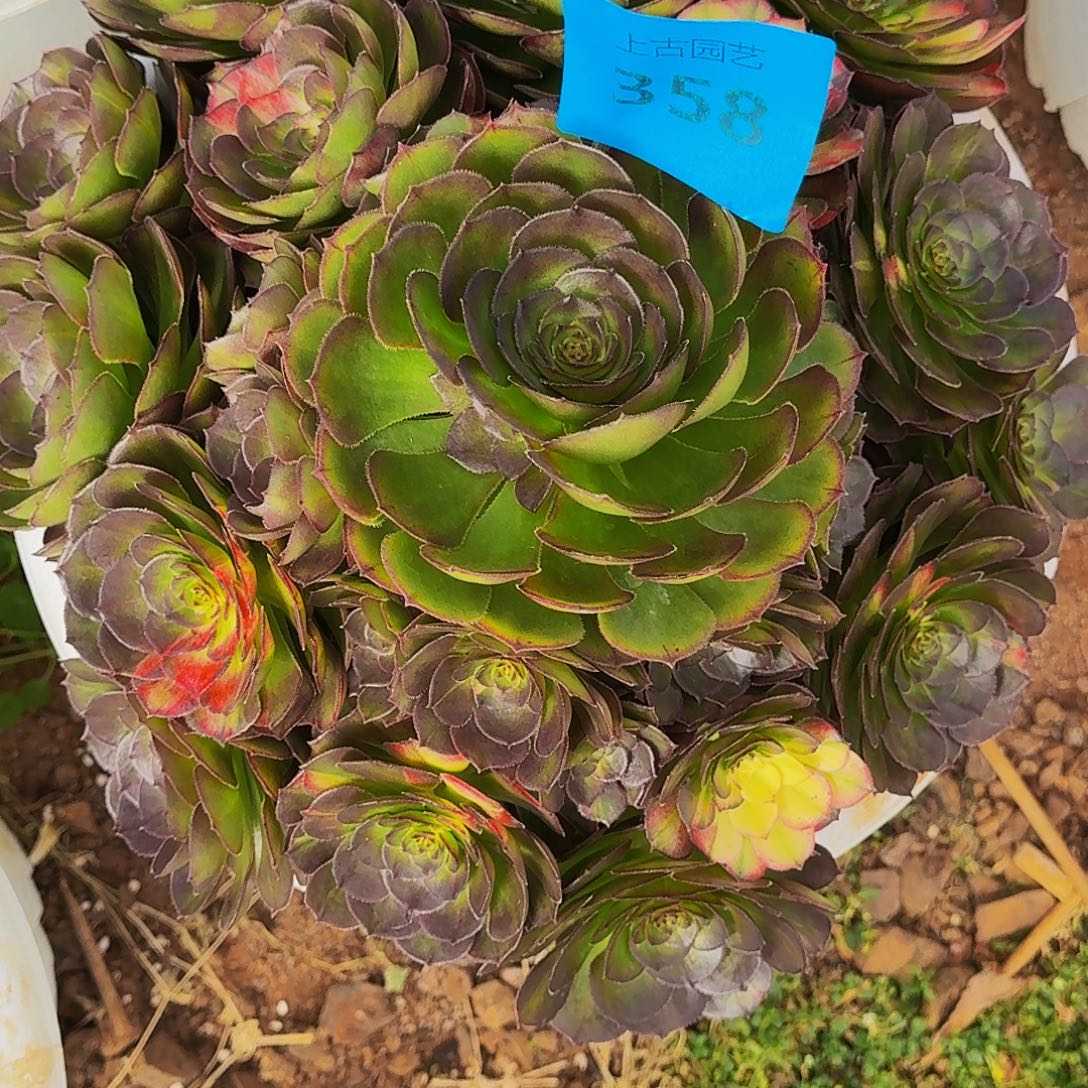 上古园艺多肉法师358