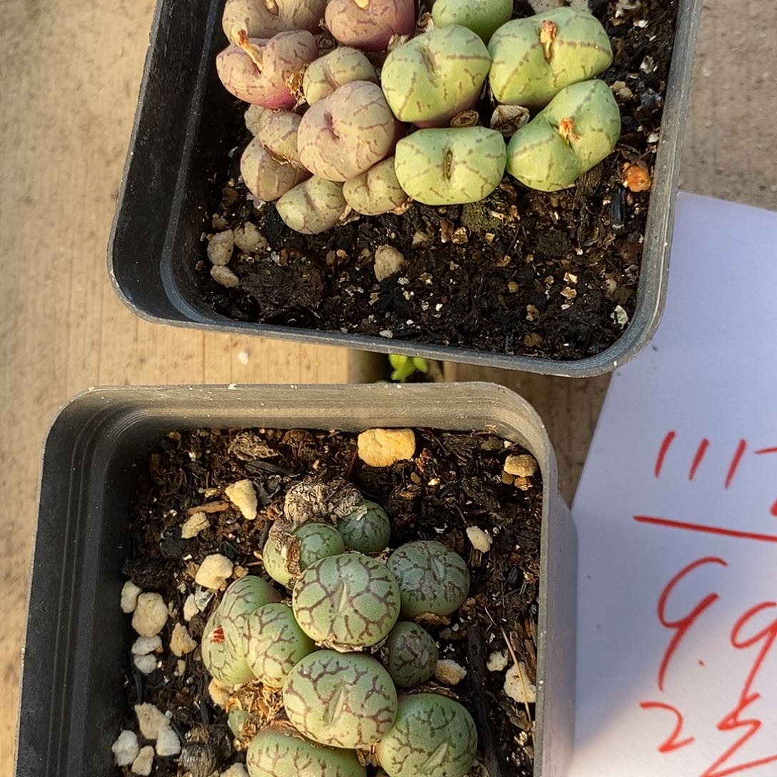 1118两盒肉锥群。       