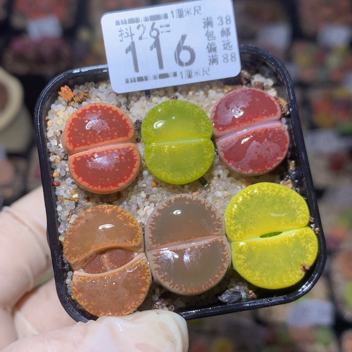 精品生石花26.116