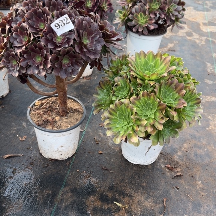 幸**定932欧紫➕青柠包邮。       