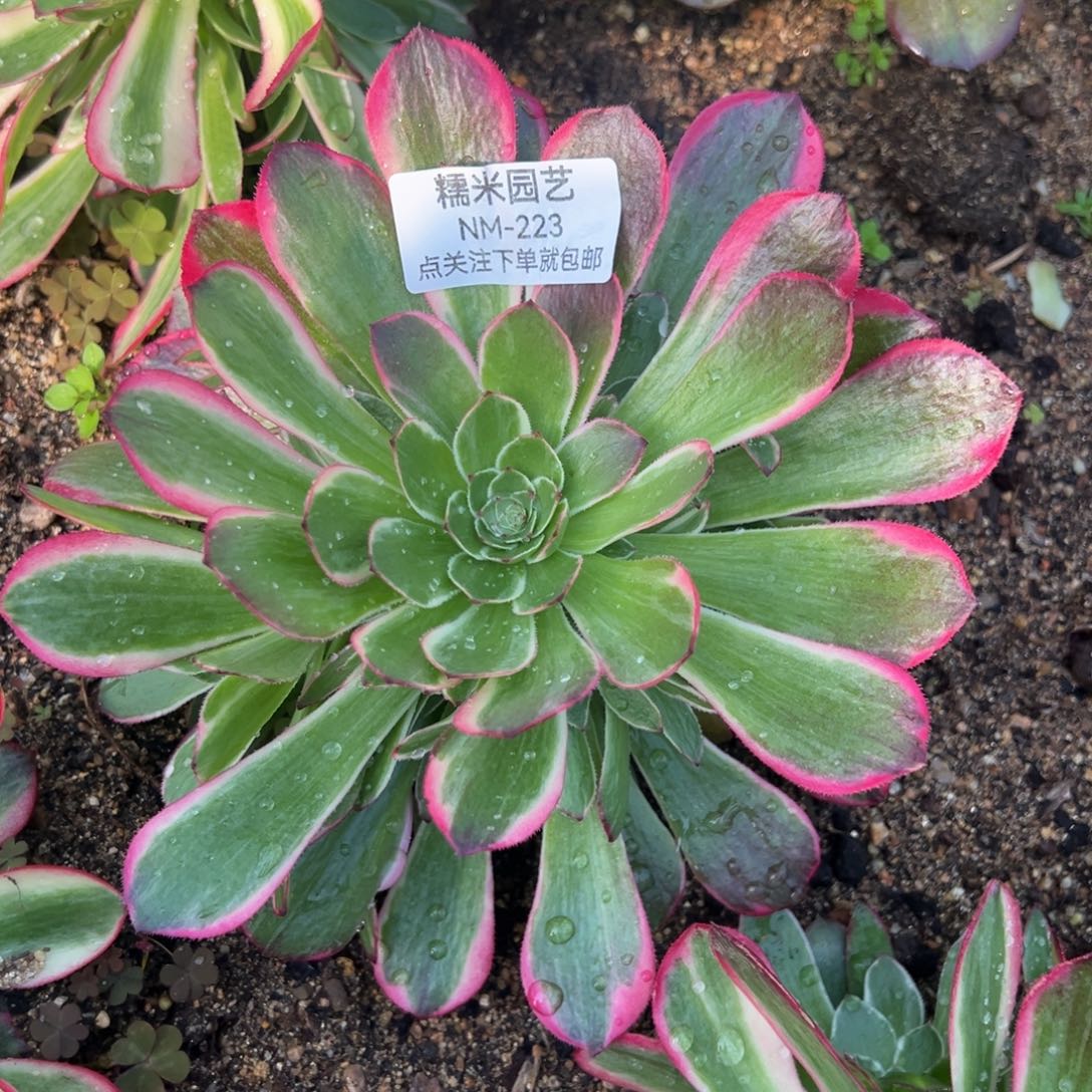 海王多肉植物223