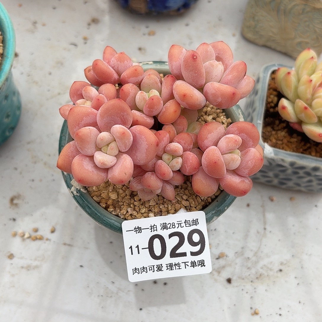 樱花洛神无盆土发货无