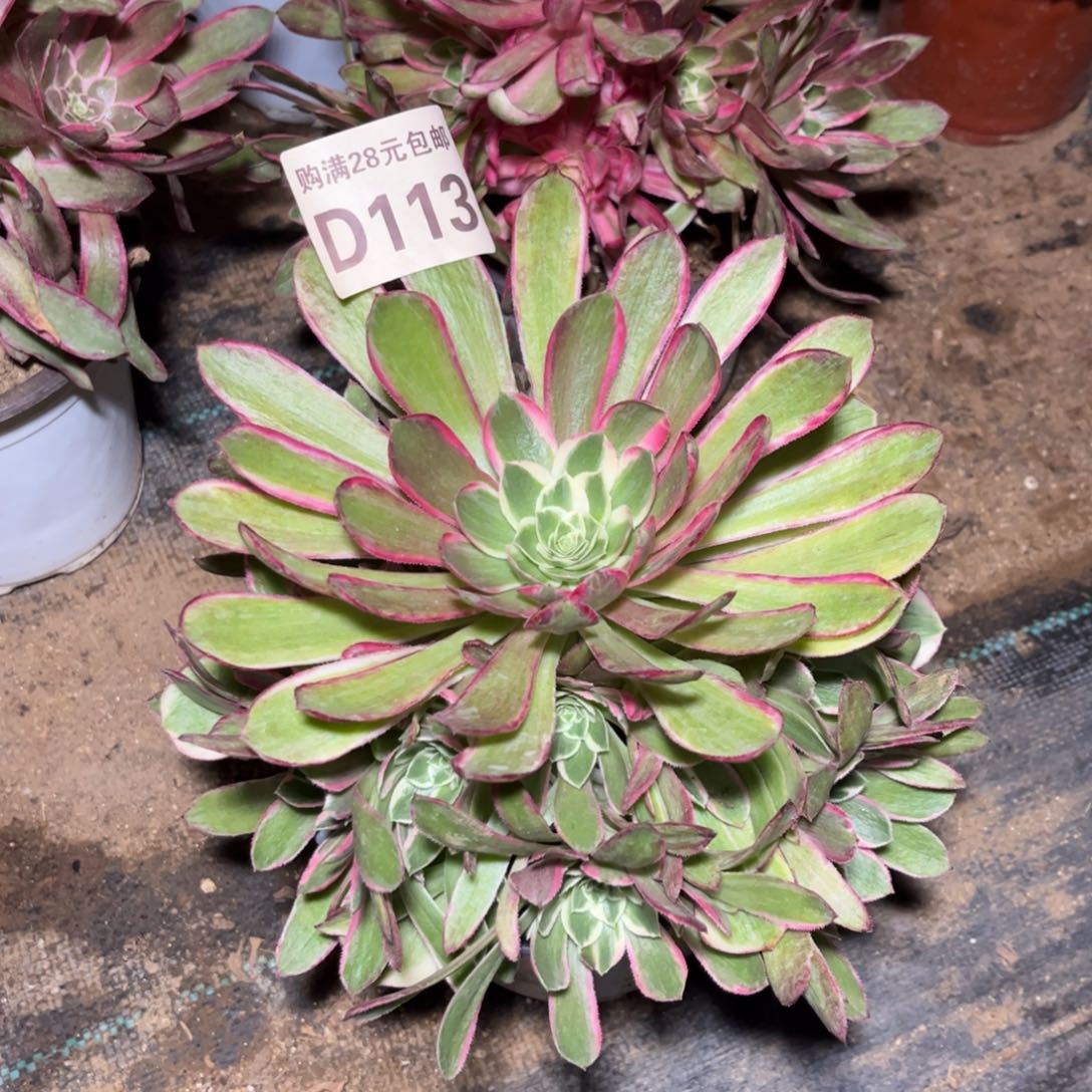 113多肉植物孔雀翎